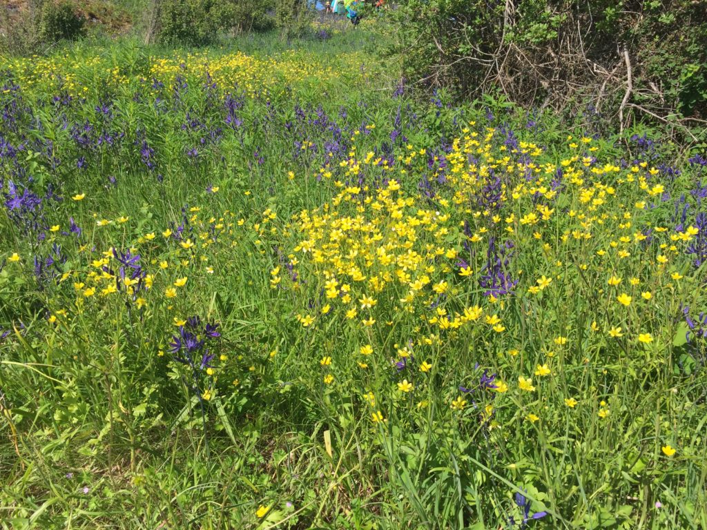 IMG_9709-e1526104212623-1024x768